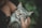 A small, grey and white tabby kitten being gently held. The kitten has striking eyes and is lying in the person's arms. Its fur is soft and fluffy, surrounded by a lush green background.