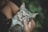 A small, grey and white tabby kitten being gently held. The kitten has striking eyes and is lying in the person's arms. Its fur is soft and fluffy, surrounded by a lush green background.