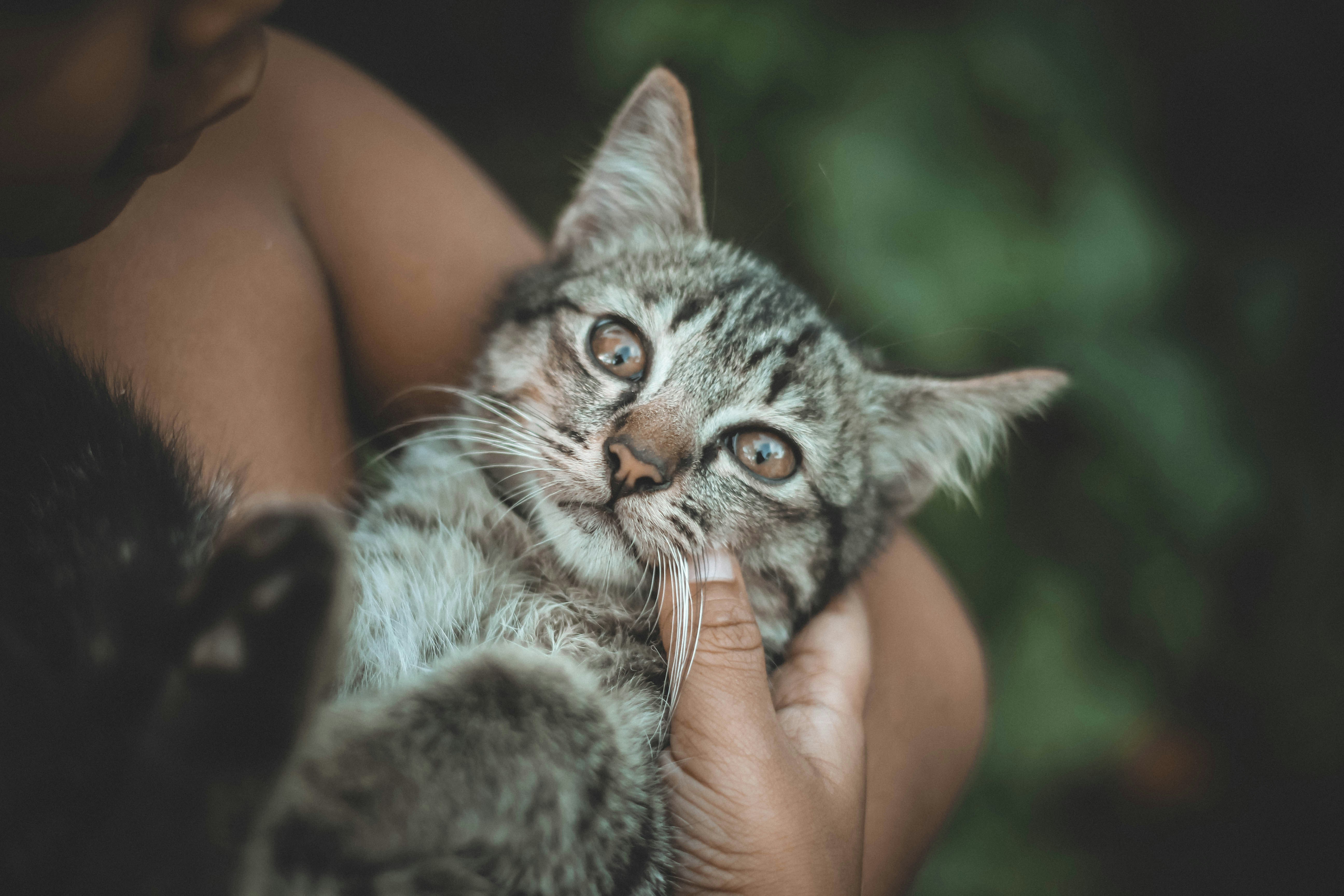 Health Guarantee for Kittens