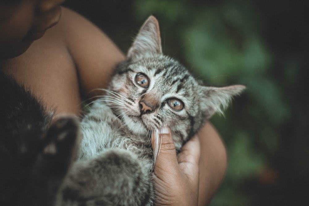 Flachfokusfotografie der silber getigerten Katze
