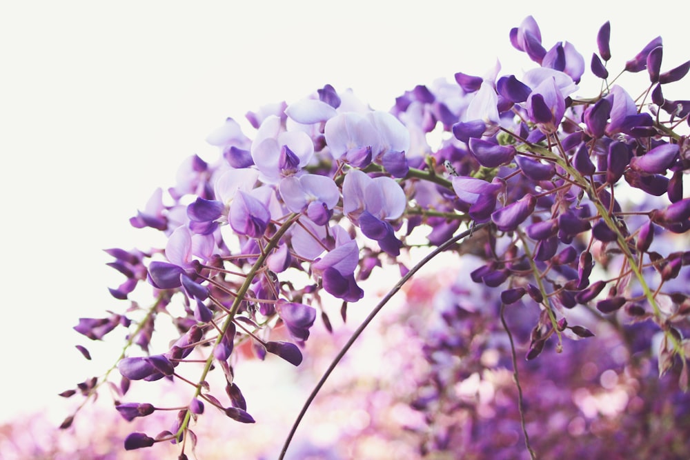 tilt shift lens photography of purple flowers