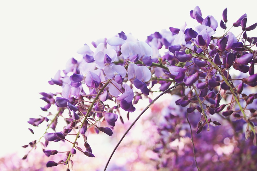 Fotografía con lente de cambio de inclinación de flores púrpuras