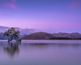 tree on body of water near mountains