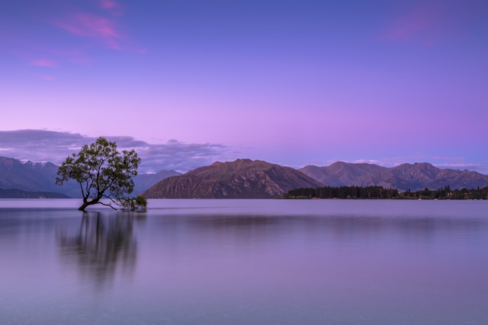 albero sul corpo d'acqua vicino alle montagne