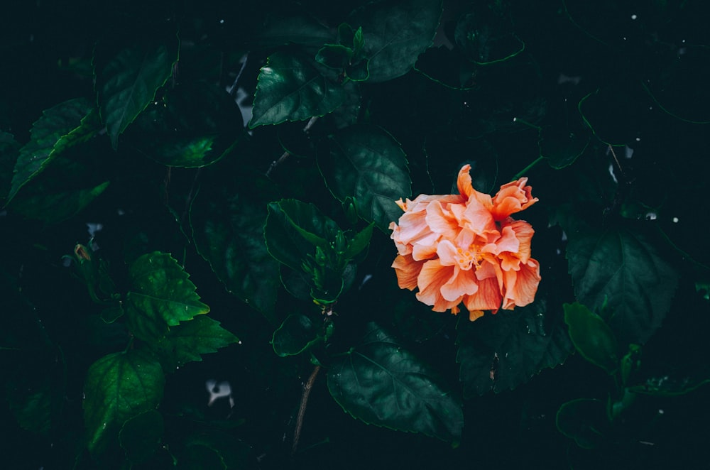Photo en contre-plongée de fleurs aux pétales orange