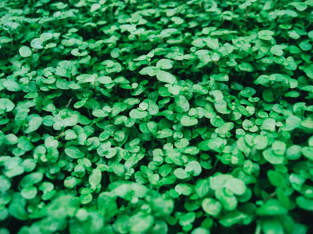 photo en gros plan de plante à feuilles vertes