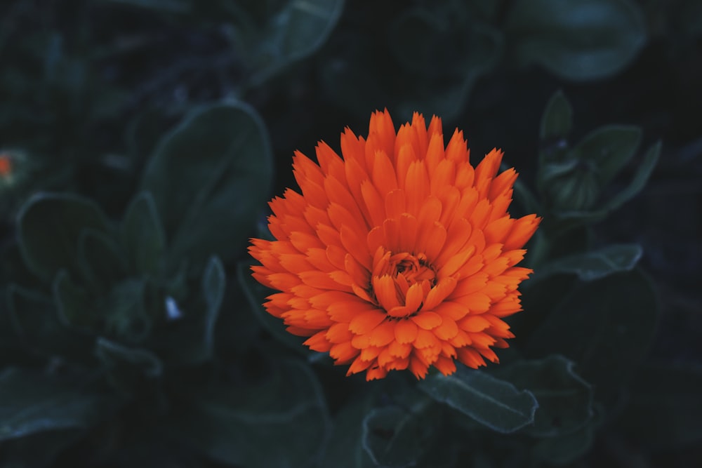 Fotografia a fuoco selettiva di un fiore dai petali d'arancio
