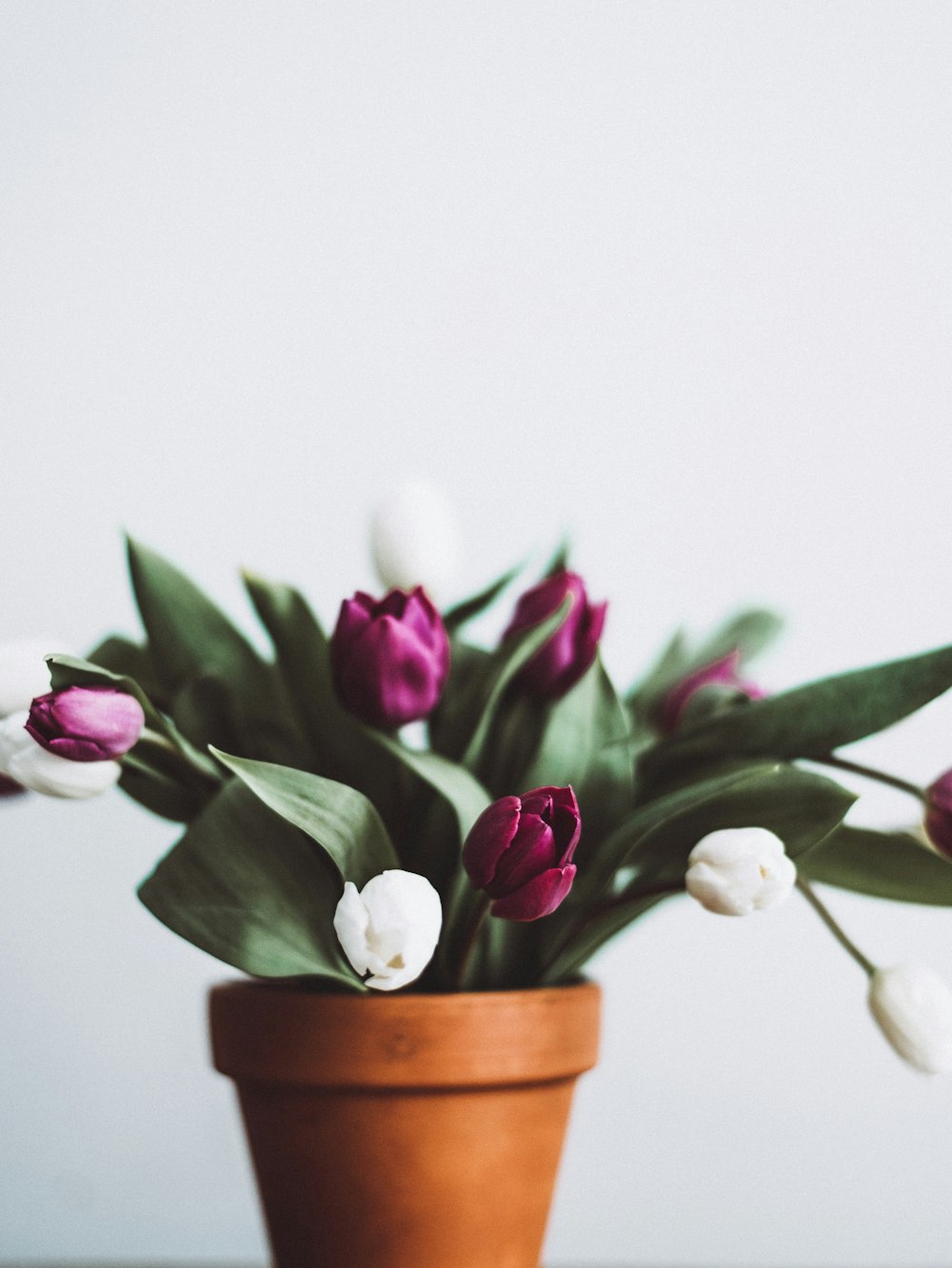 Fleurs à pétales blancs et violets à foyer sélectif