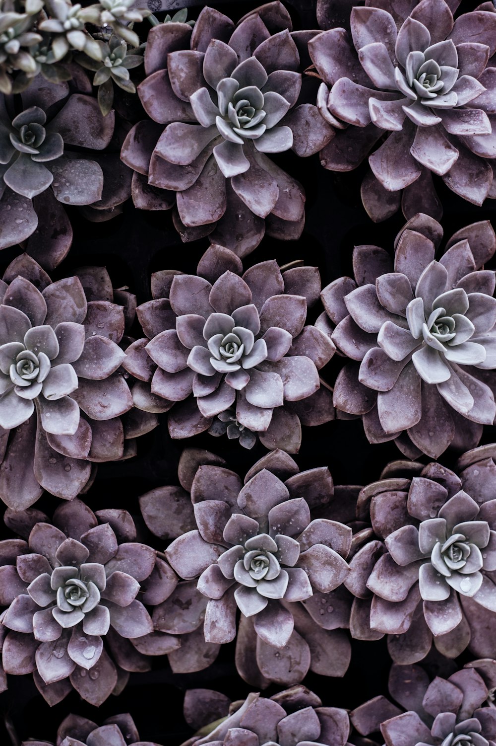 plantes succulentes violettes