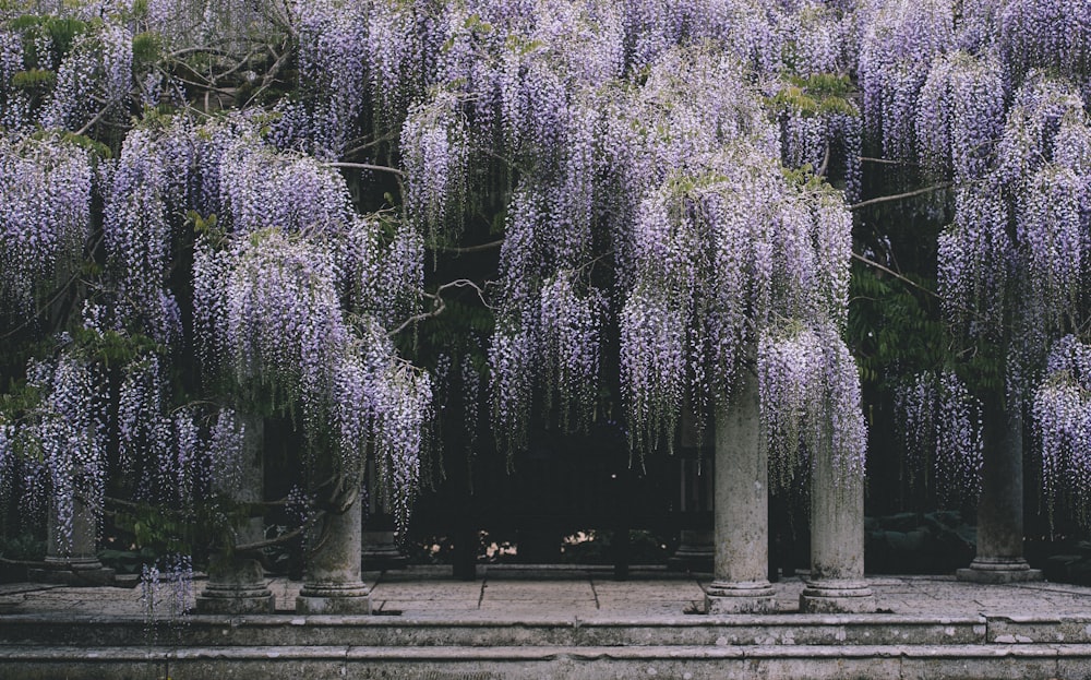 purple Wisteria flowering tree