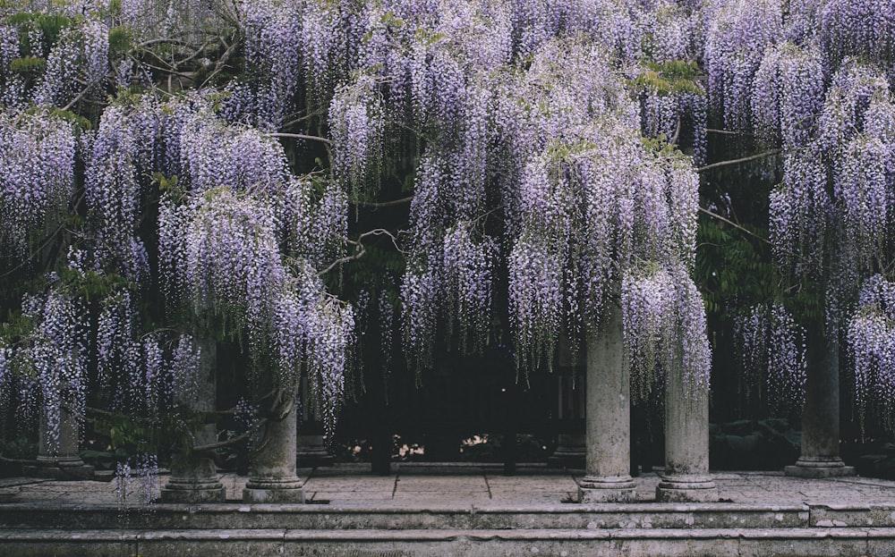 albero fiorito di glicine viola