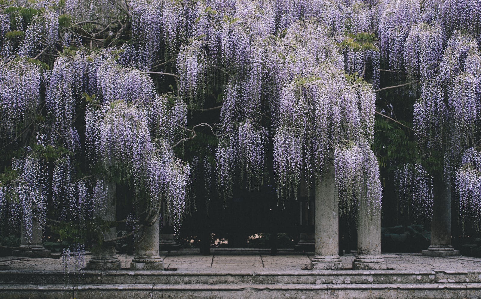 Nikon D4S + Nikon AF-S Nikkor 70-200mm F2.8G ED VR II sample photo. Purple wisteria flowering tree photography