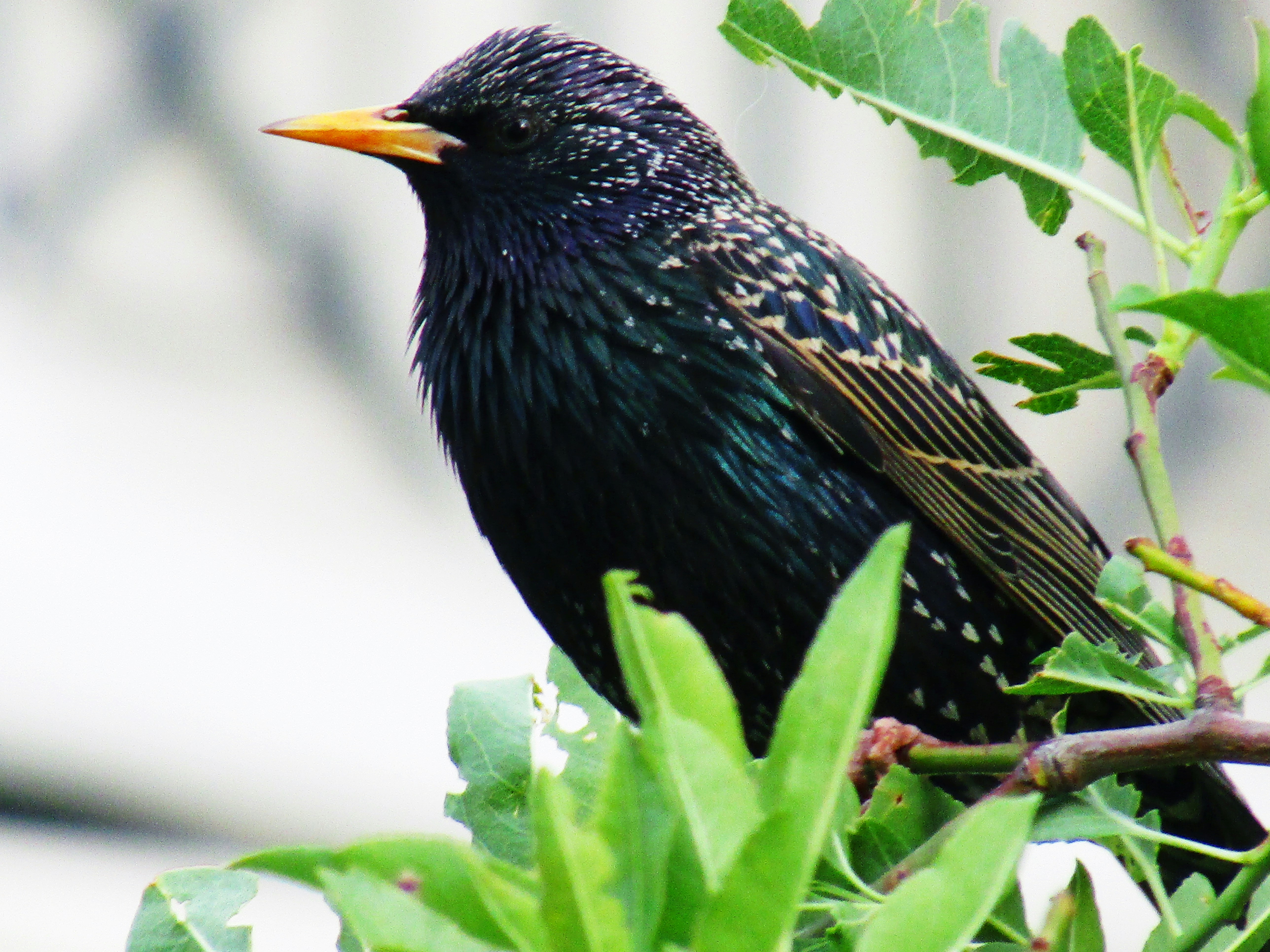 Free Unsplash photo from Brishila Ginai