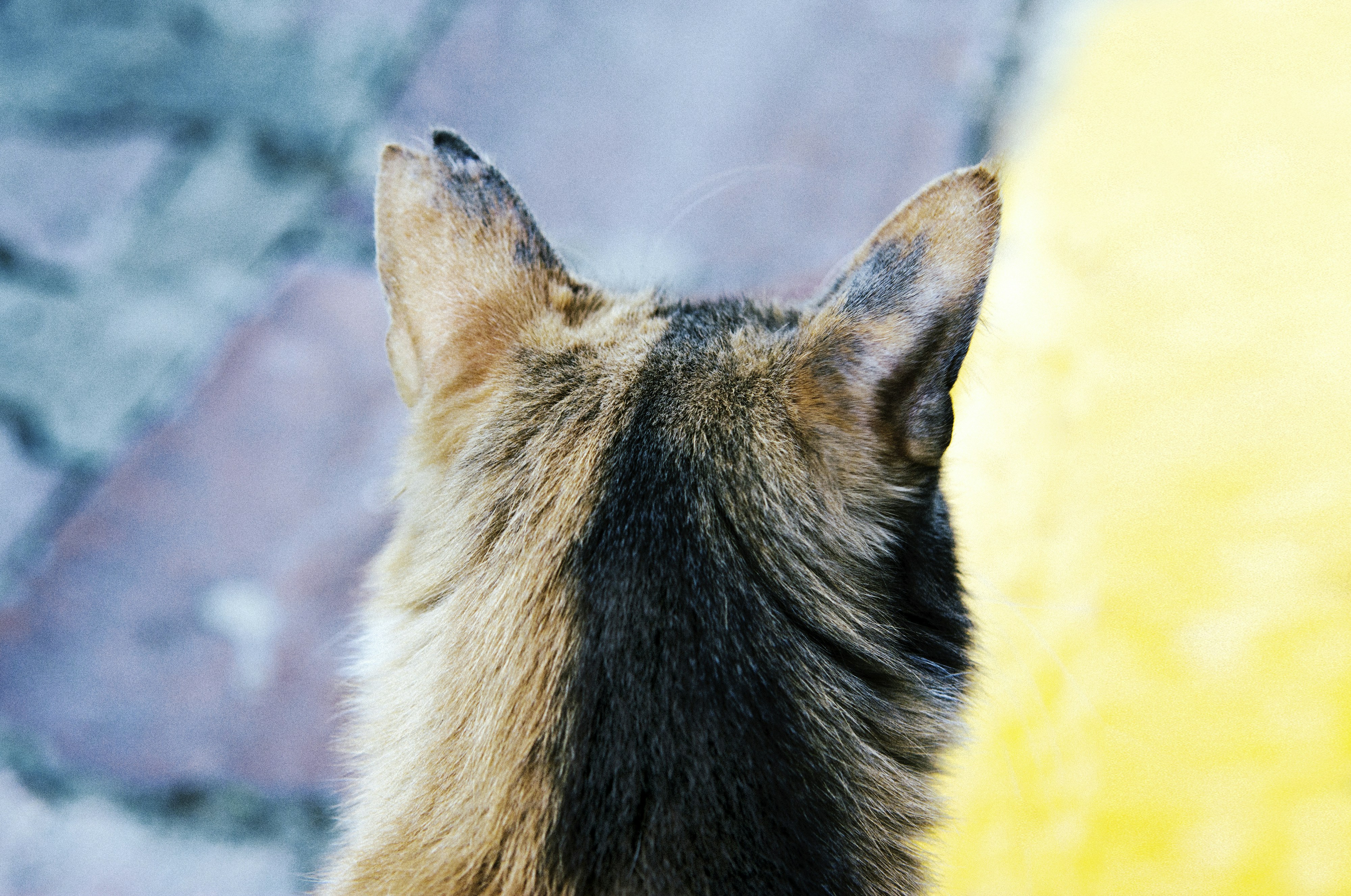 Free Unsplash photo from Mira Bozhko