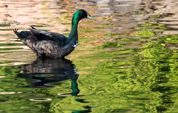 A duck with dark feathers and a vibrant green head is gracefully gliding across the water. The water's surface reflects swirling patterns in shades of green and brown, creating a dynamic and visually engaging background.