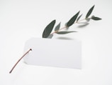 green leaf with white card