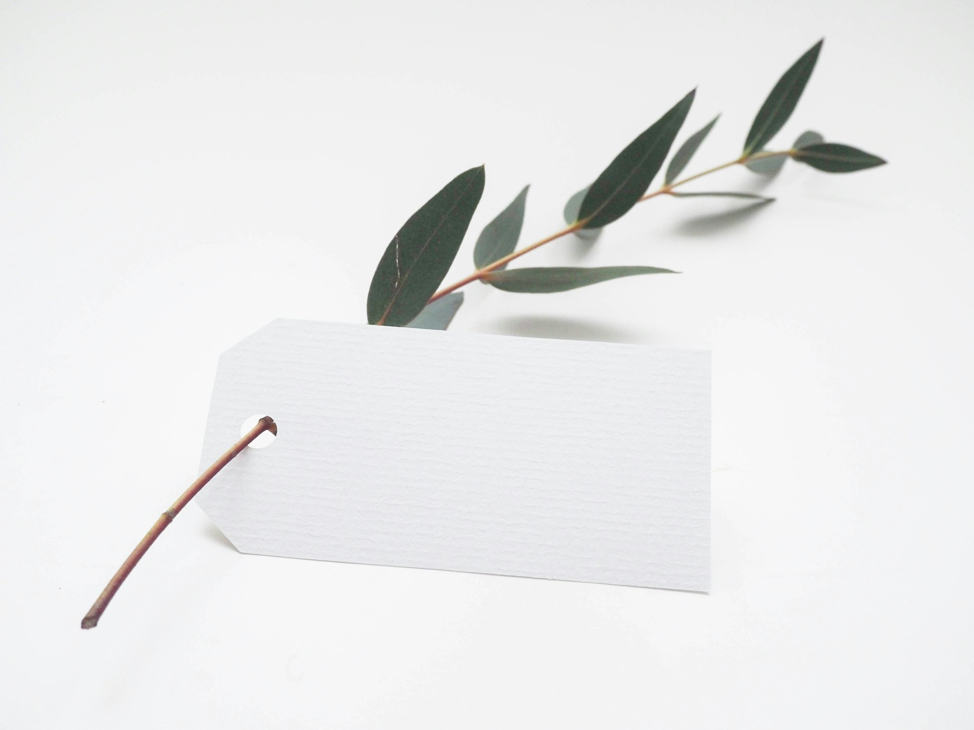 white gift tag with a branch 