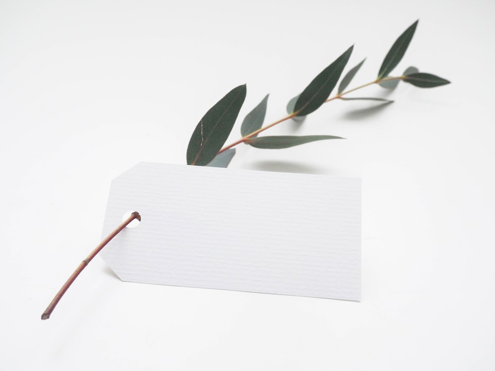 green leaf with white card