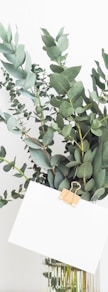 green leafed plant with white printing paper