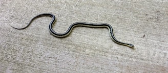 A slender snake with dark scales and a lighter stripe running down its length is lying on a textured concrete surface. The snake appears to be a garter snake, characterized by its slender body and distinctive pattern.