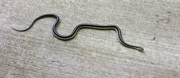 A slender snake with dark scales and a lighter stripe running down its length is lying on a textured concrete surface. The snake appears to be a garter snake, characterized by its slender body and distinctive pattern.
