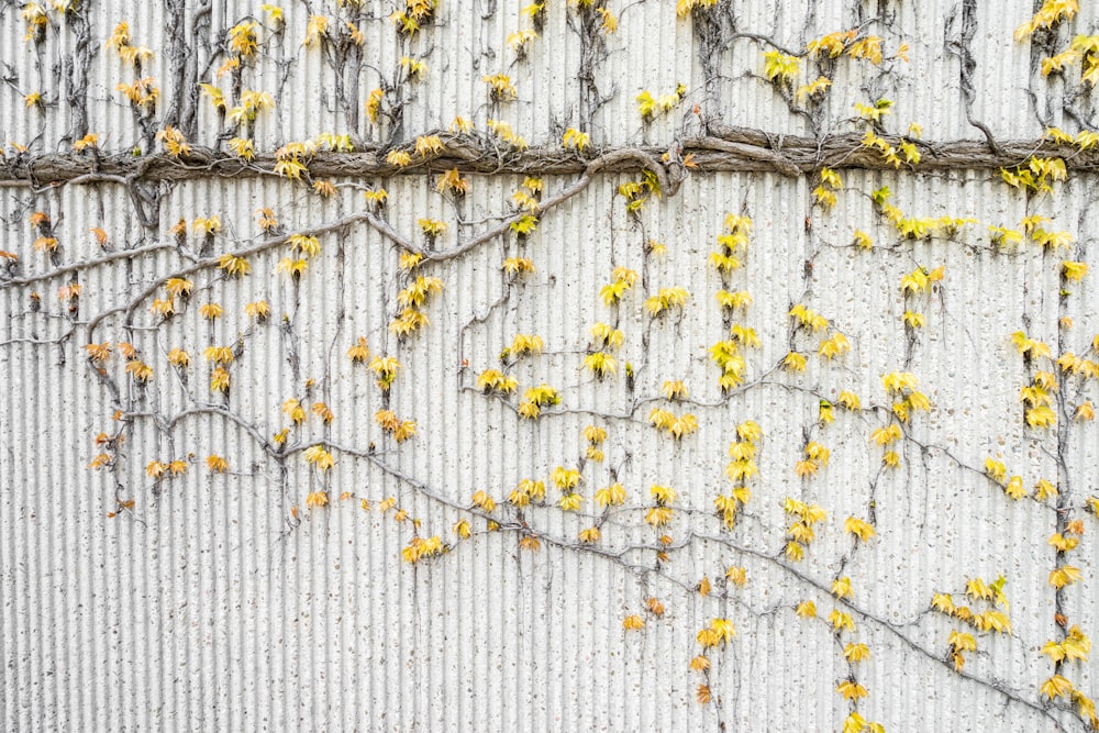 yellow flowers crawling on white wall