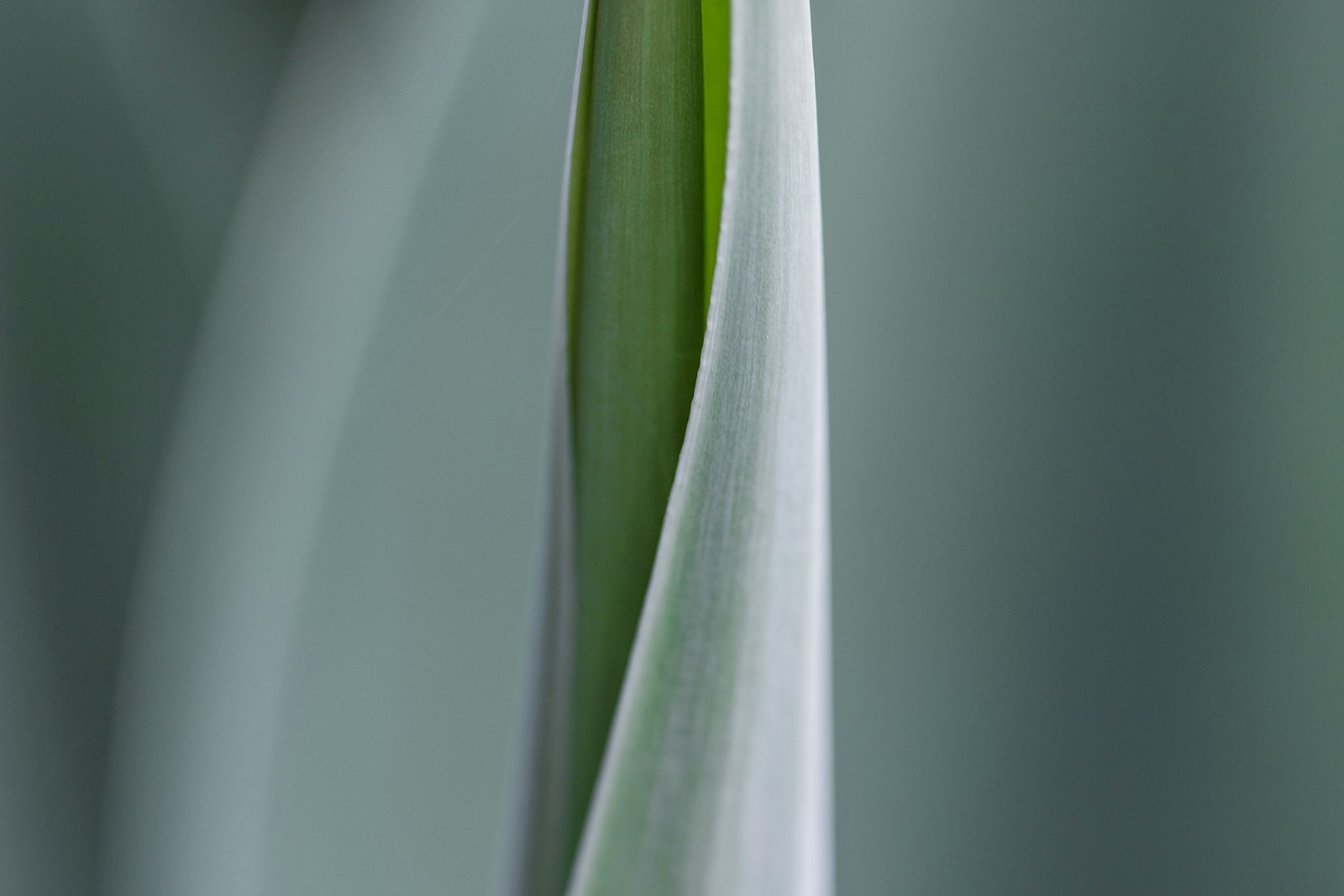 Canon EOS 70D + Canon EF 100mm F2.8L Macro IS USM sample photo. Selective focus photograph of photography