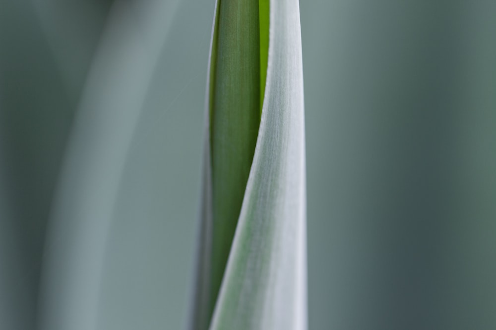 selective focus photograph of green leaf