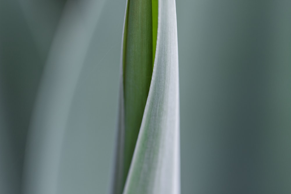 fotografia de foco seletivo da folha verde