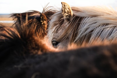 gray and brown animal pony google meet background