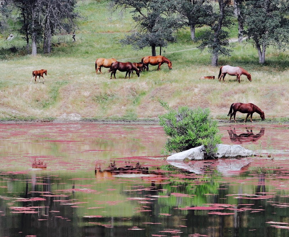 horses near body of water