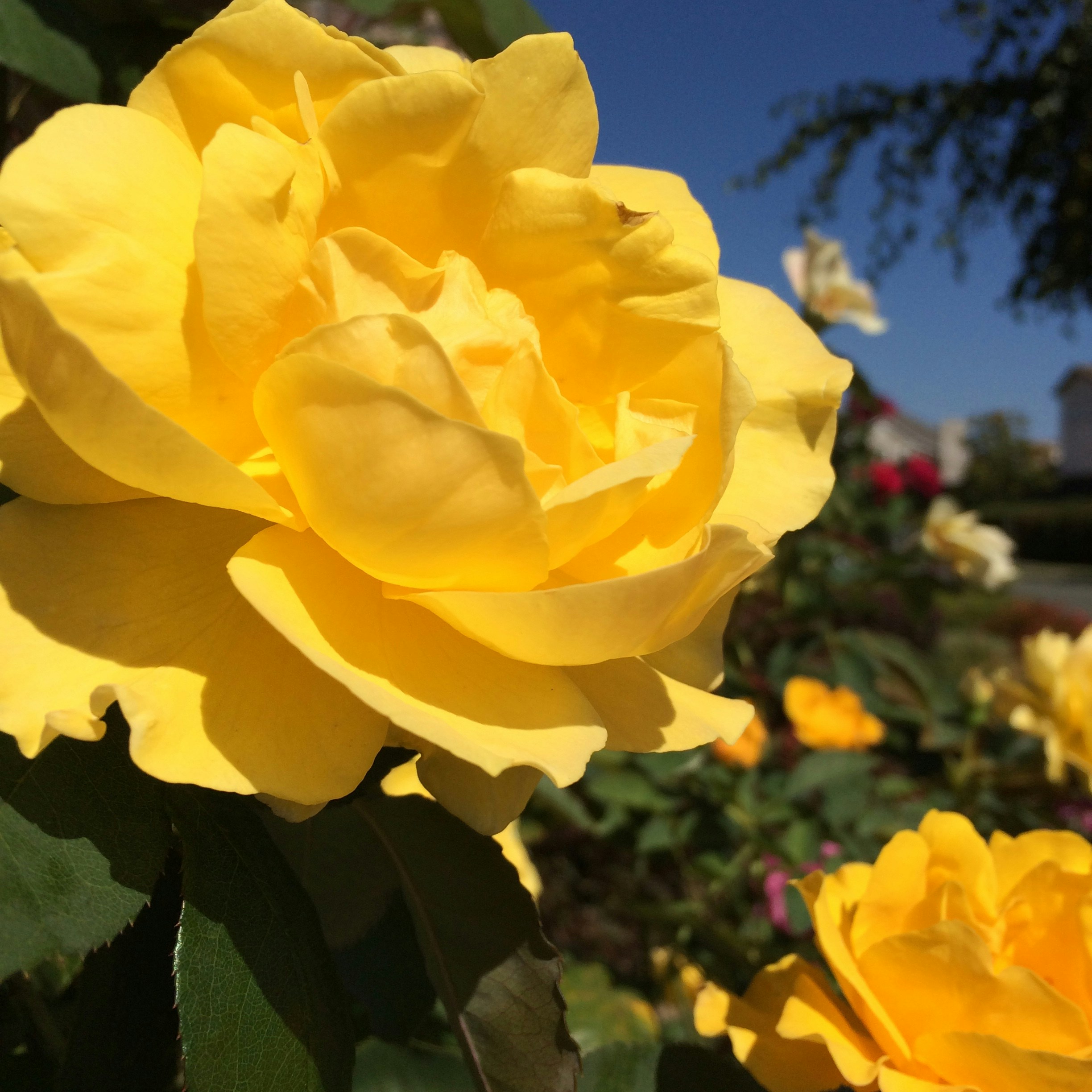 Free Unsplash photo from jothi themozhi