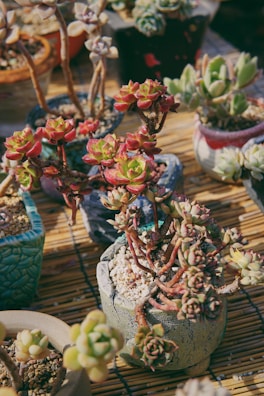 Variety of kokedamas showcasing different plant types and textures.