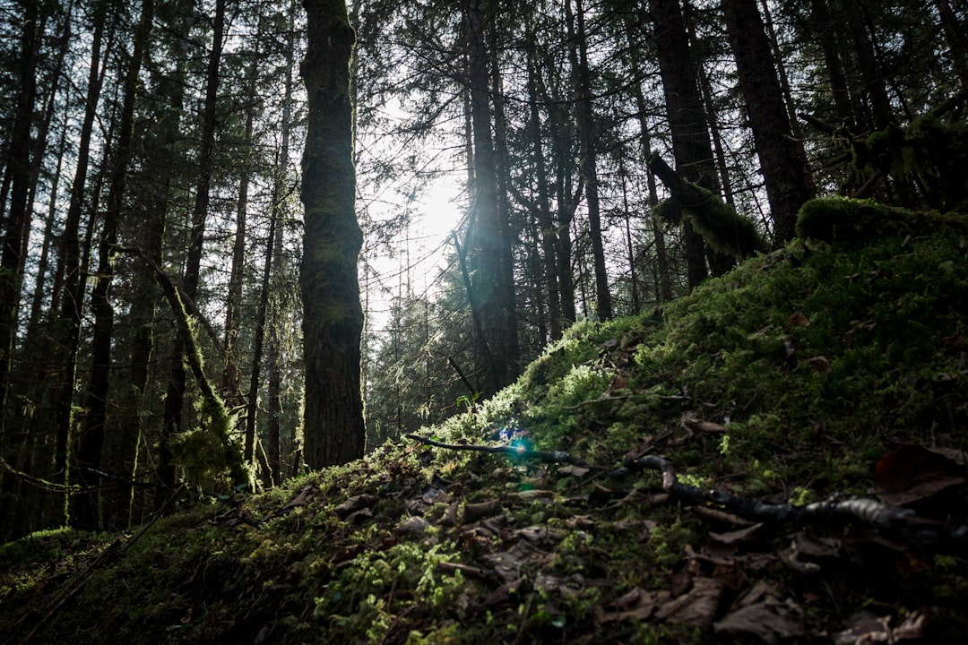 Forest photo spot Skaters Cabin Road Juneau