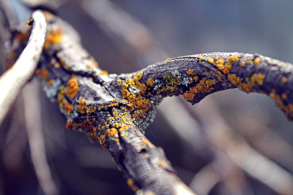 shallow focus photography of black trunk