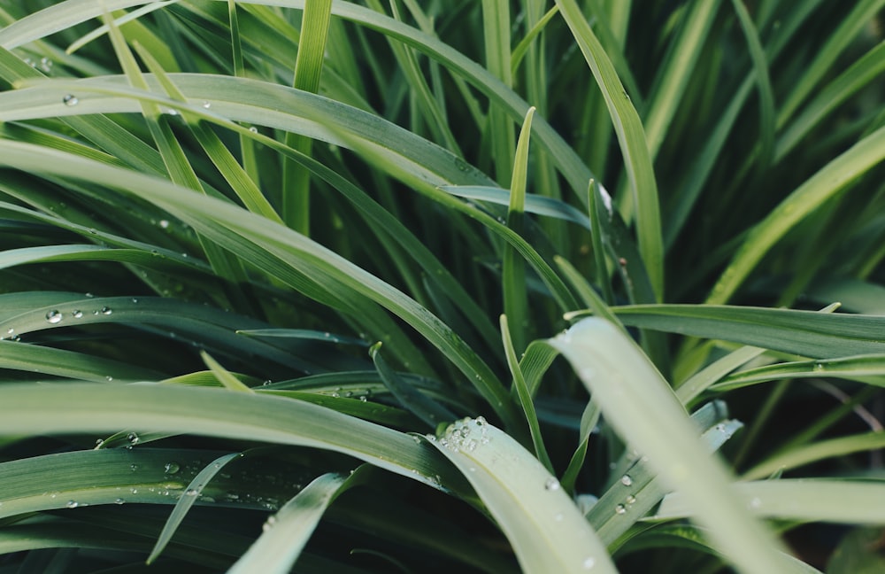 green leaf plant close-up photography