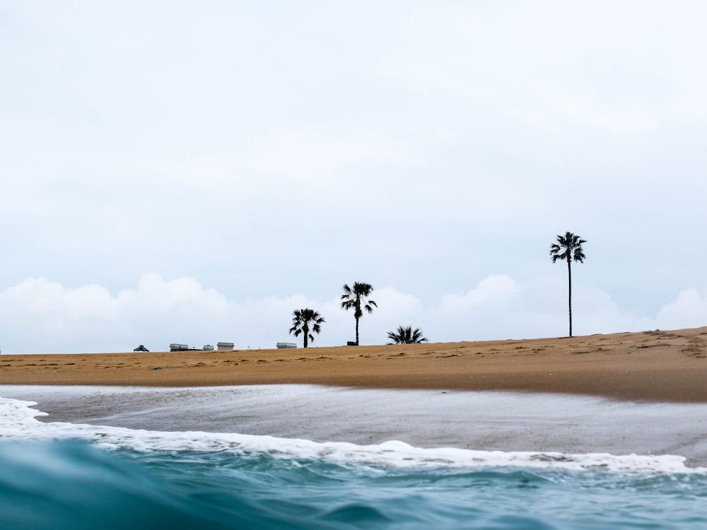 three palm trees under white sky