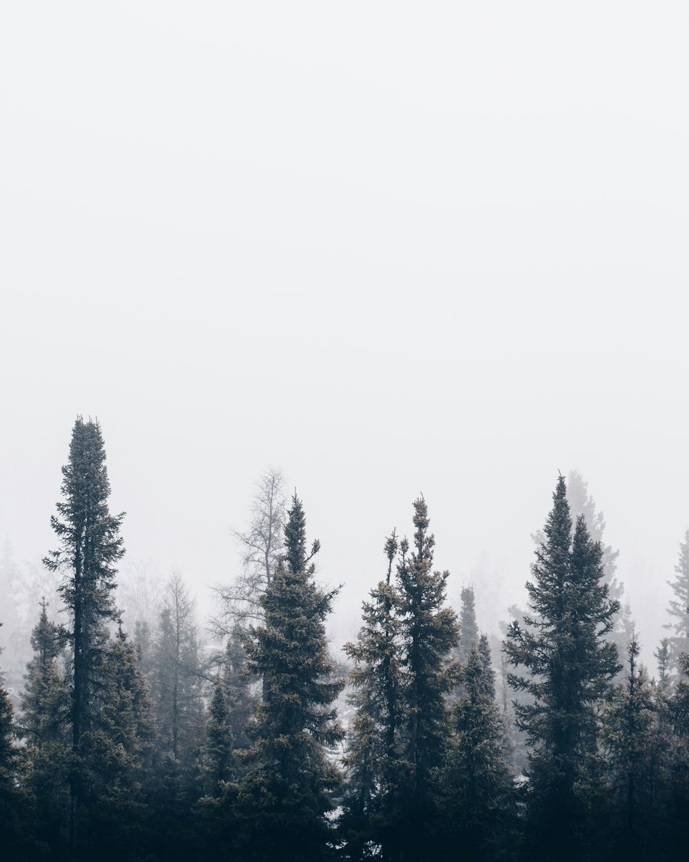 green foggy tree