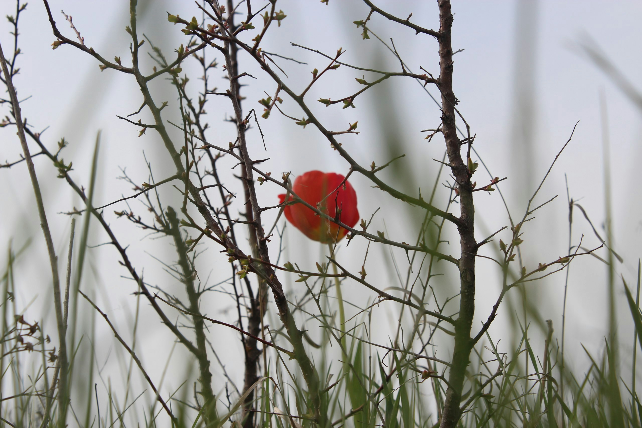 Free Unsplash photo from Alexey Fomenko