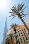 green palm trees besides yellow building
