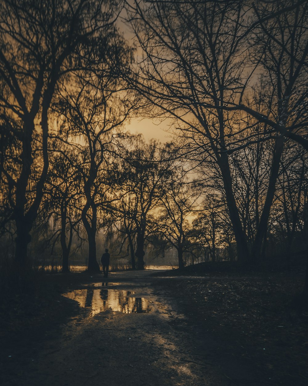 Mann geht während der goldenen Stunde auf Waldbäumen