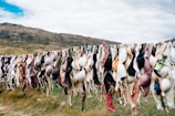 assorted bras hanged on wire