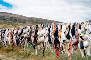 assorted bras hanged on wire