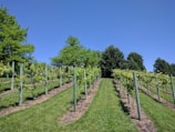 A vineyard with rows of grapevines supported by wooden posts is situated on neatly mowed grass. In the background, there are various types of lush, green trees against a clear, vibrant blue sky.