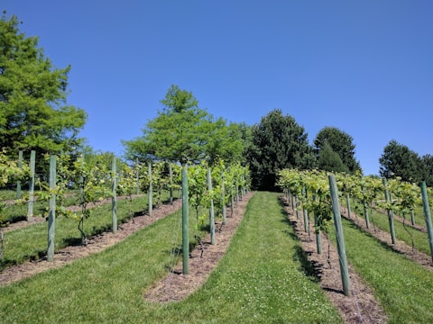 A vineyard with rows of grapevines supported by wooden posts is situated on neatly mowed grass. In the background, there are various types of lush, green trees against a clear, vibrant blue sky.
