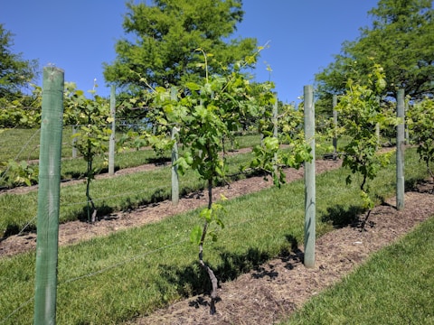 A vineyard with rows of grapevines supported by wooden poles and wire. The grapevines are planted on a grassy hillside and are in early stages of growth with green leaves. The sky is clear and blue, and there are larger trees in the background.