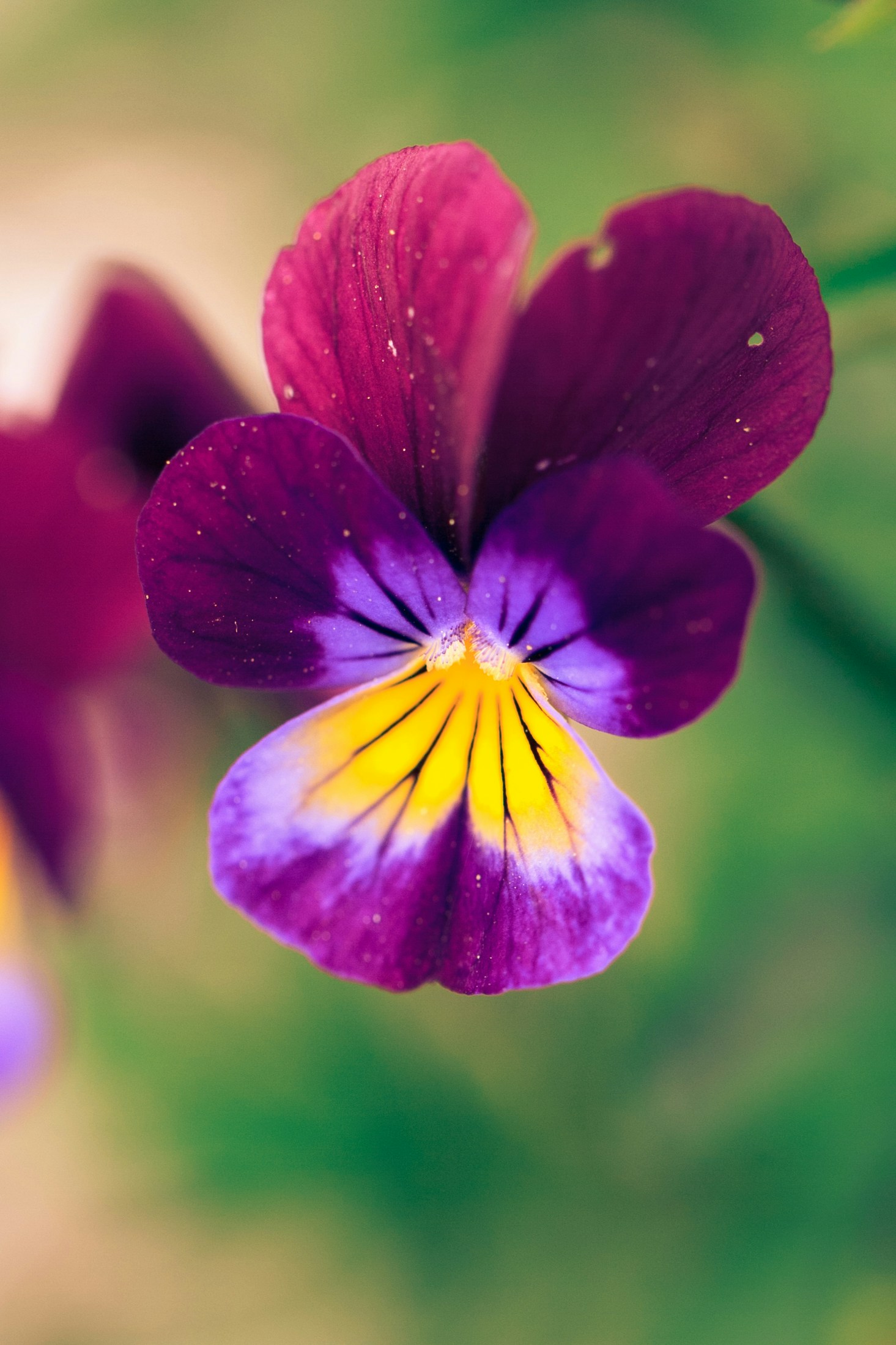 Free Unsplash photo from Henrique Ferreira