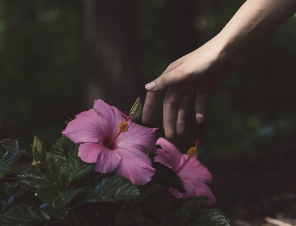 Person, die im Begriff ist, die rosa Blume zu berühren