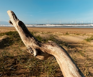 A piece of driftwood lies on a sandy beach with patches of green grass. The ocean waves crash in the background under a clear blue sky. Several wind turbines are visible along the horizon line.