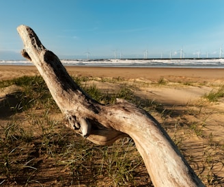 A piece of driftwood lies on a sandy beach with patches of green grass. The ocean waves crash in the background under a clear blue sky. Several wind turbines are visible along the horizon line.
